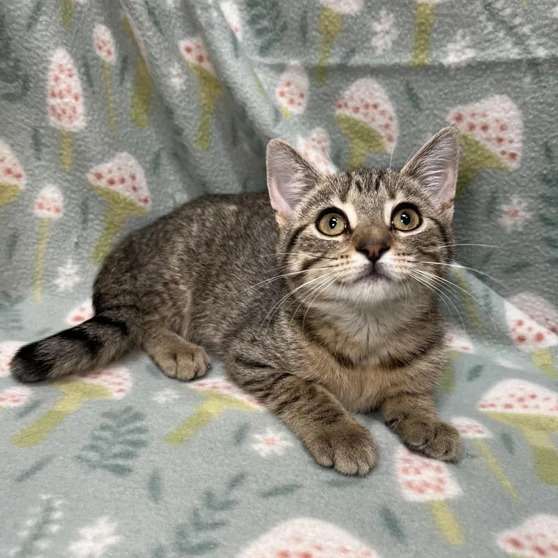 A baby medium-sized female Tabby (Brown / Chocolate) Domestic Short Hair cat named Sassy for adoption in Fairmont, MN