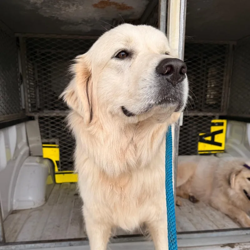 An adult large-sized female White / Cream Great Pyrenees dog named Frieda for adoption in Birmingham, AL