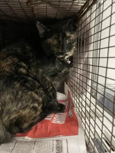 A young medium-sized female Domestic Short Hair cat named Sailor for adoption in Van Nuys, CA