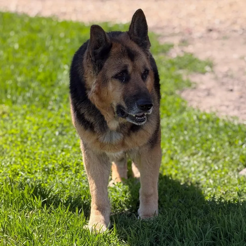 A senior large-sized male German Shepherd Dog dog named Dax for adoption in Clinton, IL