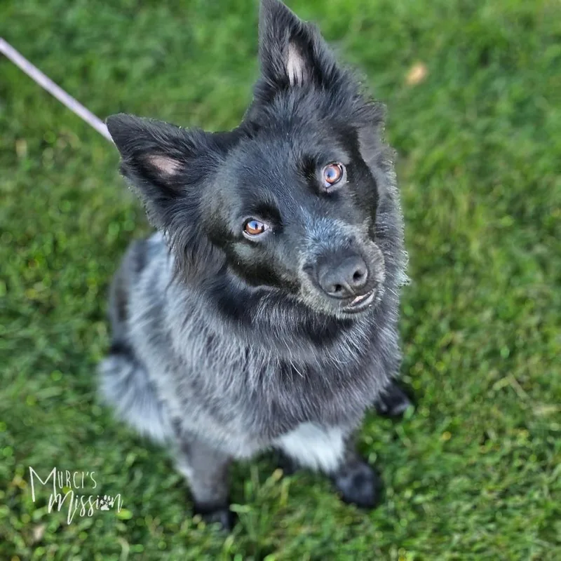 An adult medium-sized male Australian Cattle Dog / Blue Heeler dog named Timber for adoption in Spokane , WA