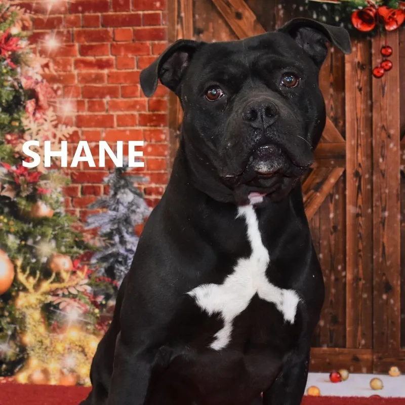 Shane thumbnail 2