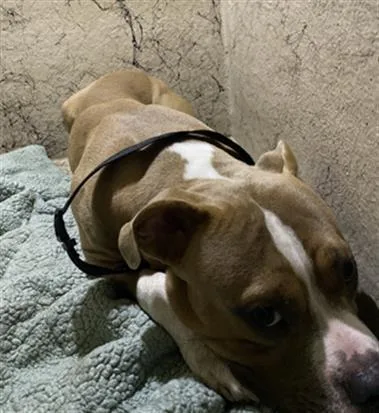 A young medium-sized male Pit Bull Terrier dog named Gizzy for adoption in Indianapolis, IN