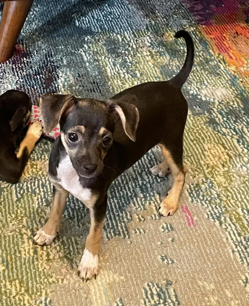 Sophia
