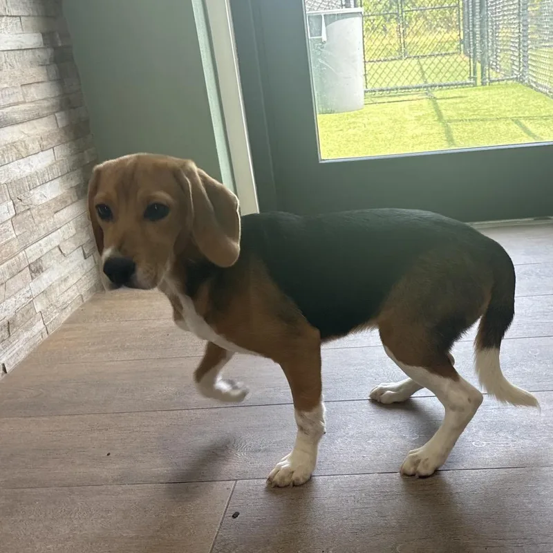 A baby small-sized female Yellow / Tan / Blond / Fawn Beagle dog named BOE  aka Belle for adoption in LOXAHATCHEE, FL