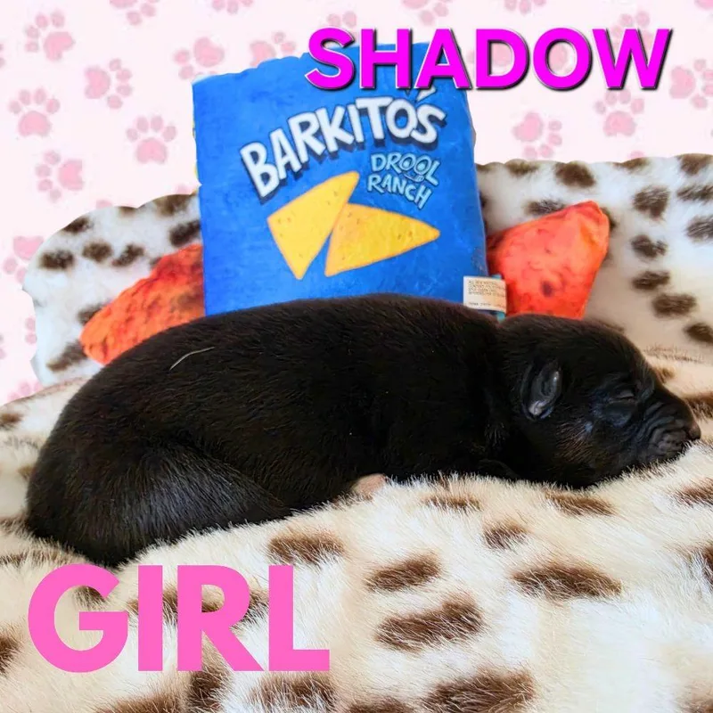 A baby medium-sized female Black Husky dog named Shadow for adoption in Studio City, CA
