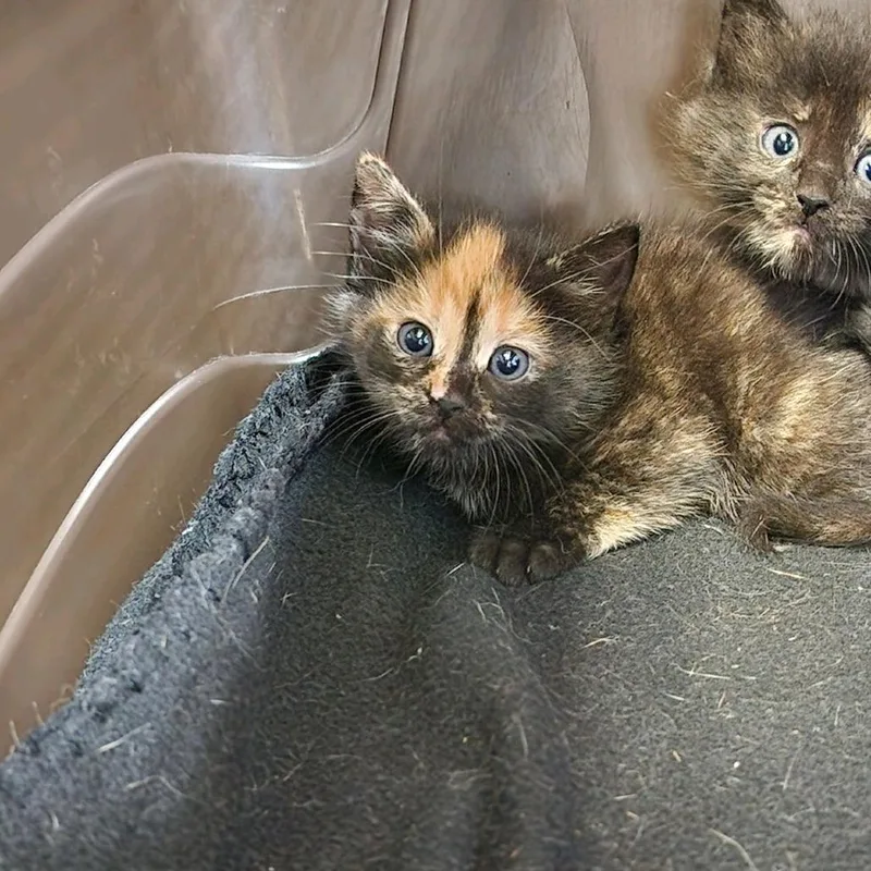 A baby small-sized female Tortoiseshell Domestic Medium Hair cat named Papaya for adoption in Columbus, NC