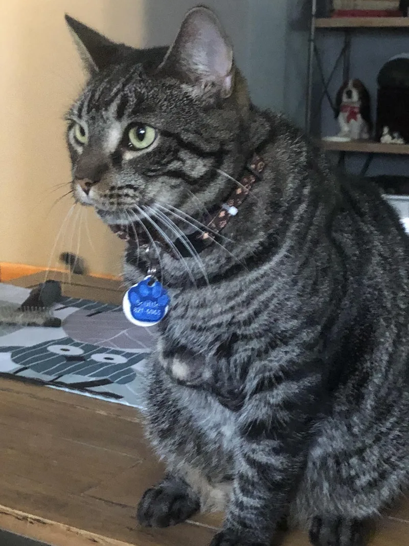 Scuttle  Purrmanent Resident thumbnail 2