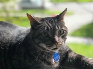 Scuttle  Purrmanent Resident thumbnail 3