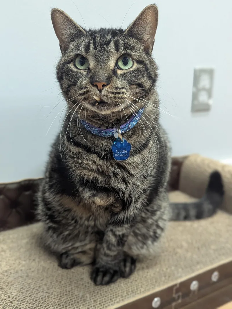 Scuttle  Purrmanent Resident