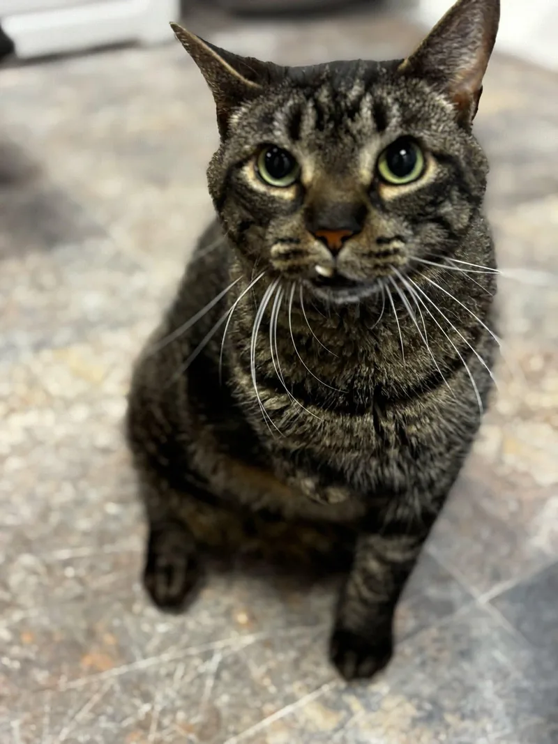 Scuttle  Purrmanent Resident thumbnail 4