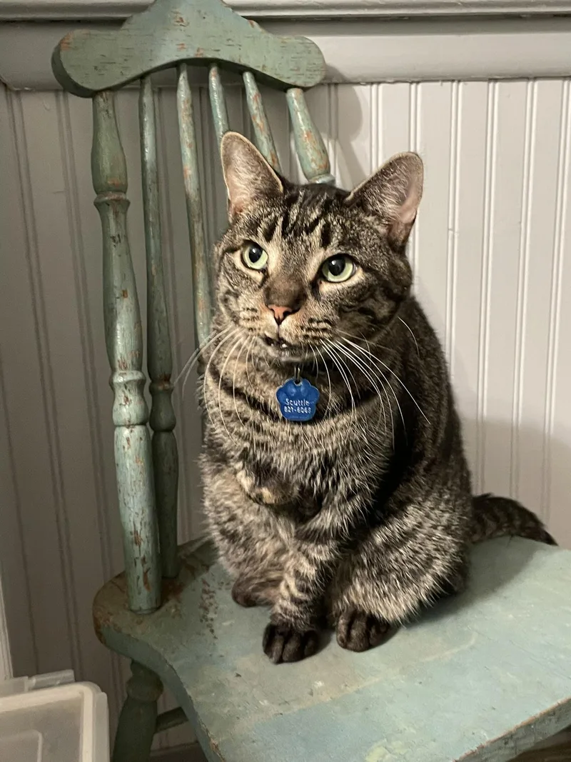 Scuttle  Purrmanent Resident thumbnail 5