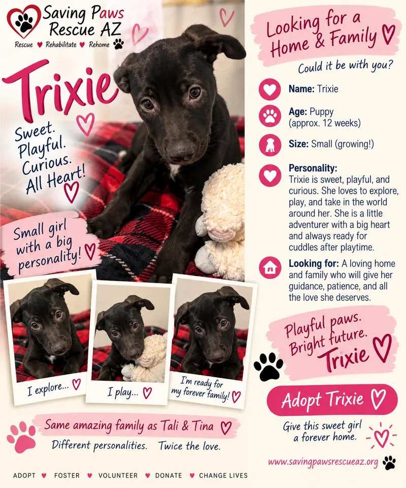 A baby large-sized female Mastiff dog named Tori Puppy  Trixie for adoption in Glendale, AZ