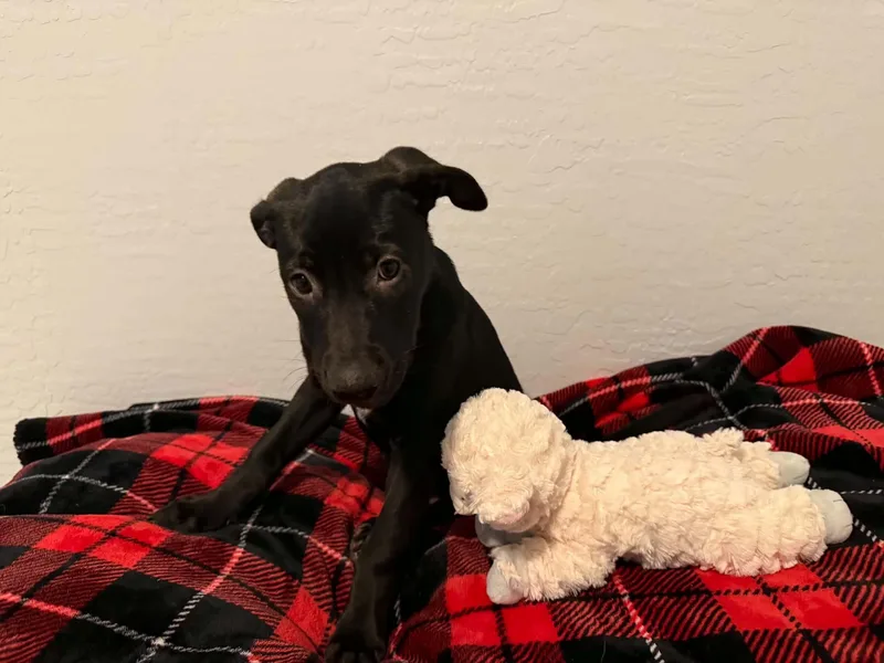 Tori Puppy  Trixie thumbnail 2