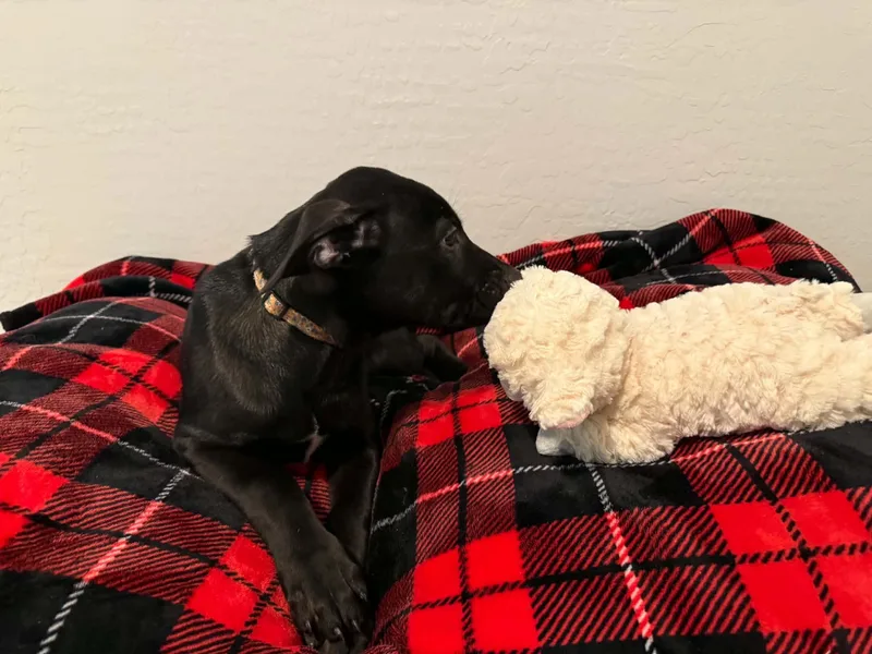 Tori Puppy  Trixie thumbnail 3