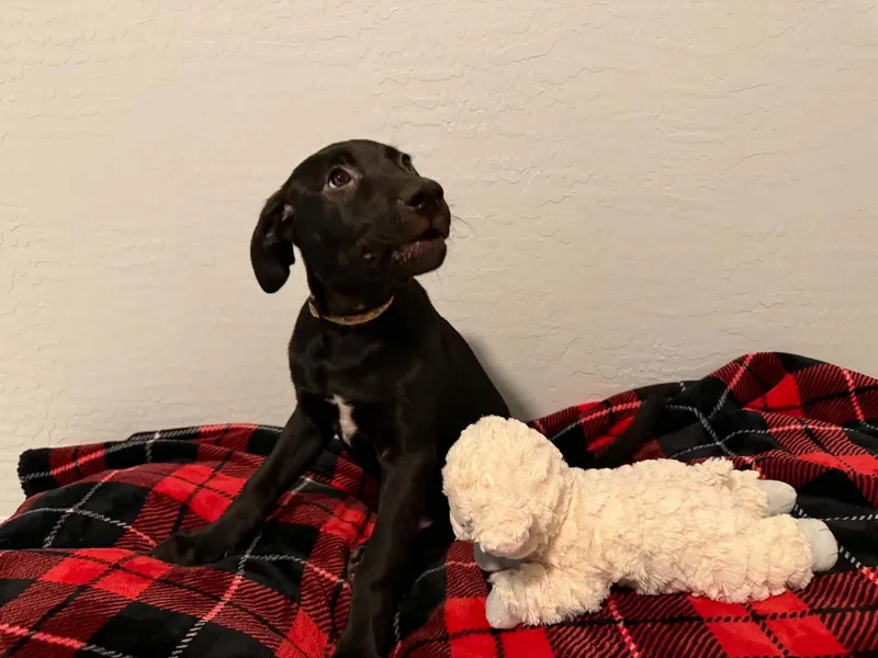 Tori Puppy  Trixie thumbnail 4