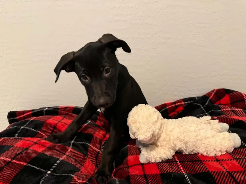 Tori Puppy  Trixie thumbnail 5