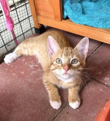 A baby small-sized male Orange & White Domestic Short Hair cat named Tyler C Ingram for adoption in Saunderstown, RI