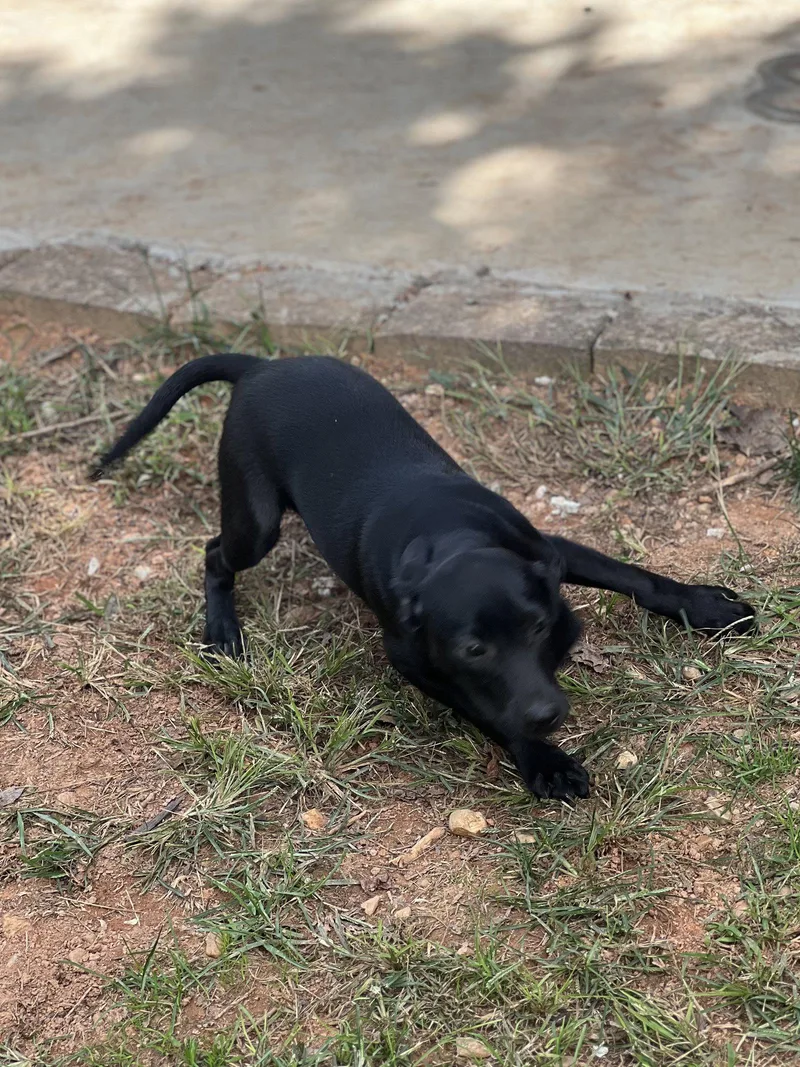 A baby large-sized male Catahoula Leopard Dog dog named Huey for adoption in Lakemont, GA