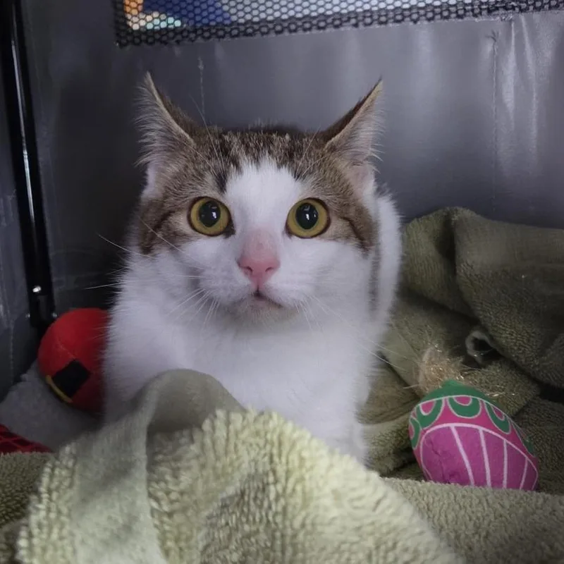 A young medium-sized female Brown / Chocolate Domestic Short Hair cat named Courage for adoption in Fredericksburg, VA
