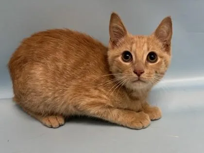 A baby small-sized male Domestic Short Hair cat named Symba for adoption in Golden Valley, MN