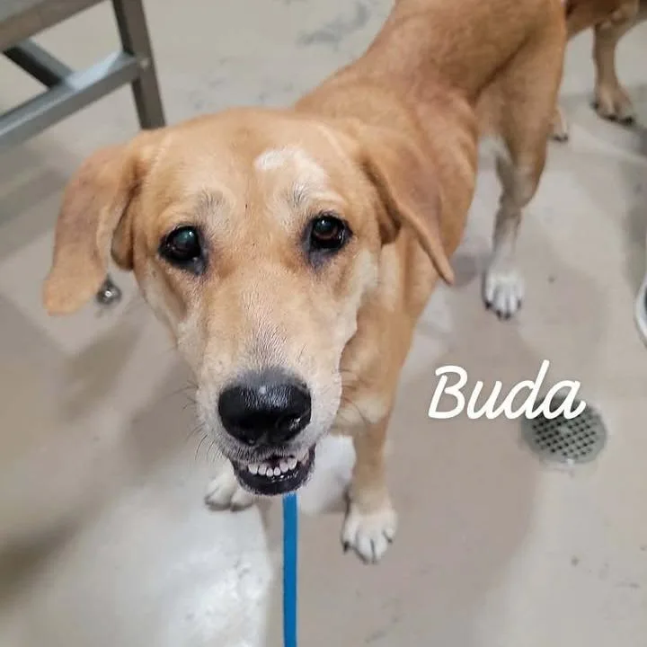 Buda