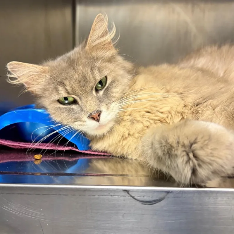 A young medium-sized female Tortoiseshell Domestic Medium Hair cat named Vera for adoption in Nashville, TN