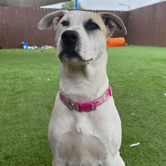A young large-sized female Boxer dog named Tayberry for adoption in San Diego, CA