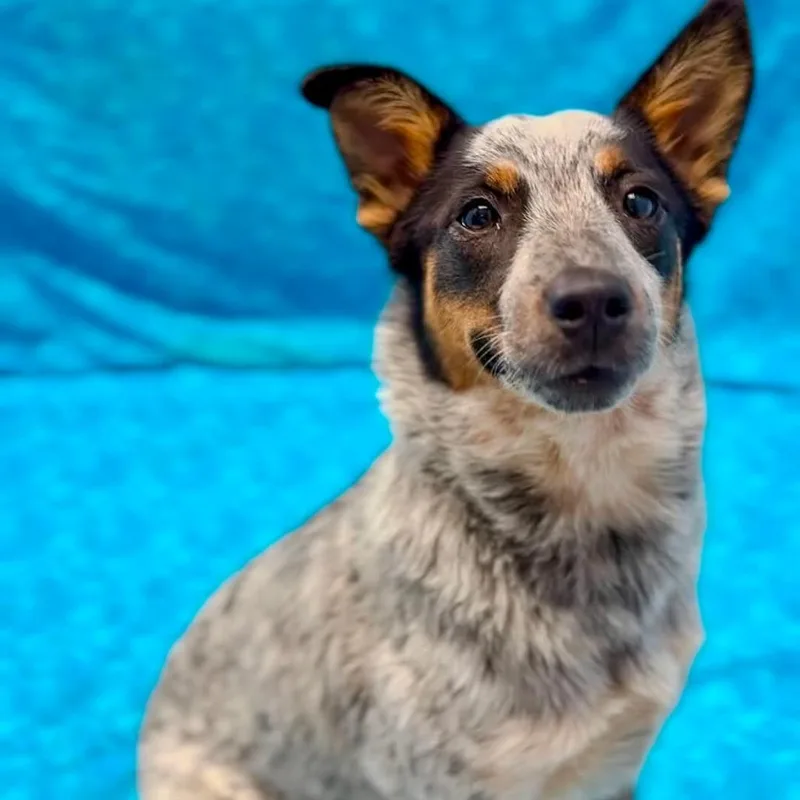 A young medium-sized female Gray / Blue / Silver Mixed Breed dog named Churro for adoption in Washington Township, OH