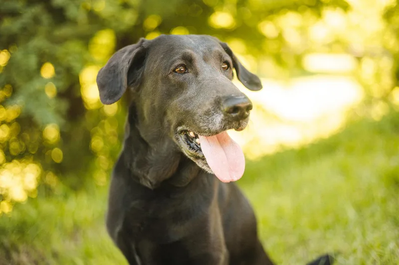 An adult medium-sized male Black Mixed Breed dog named Boonetransport for adoption in Gradyville, KY