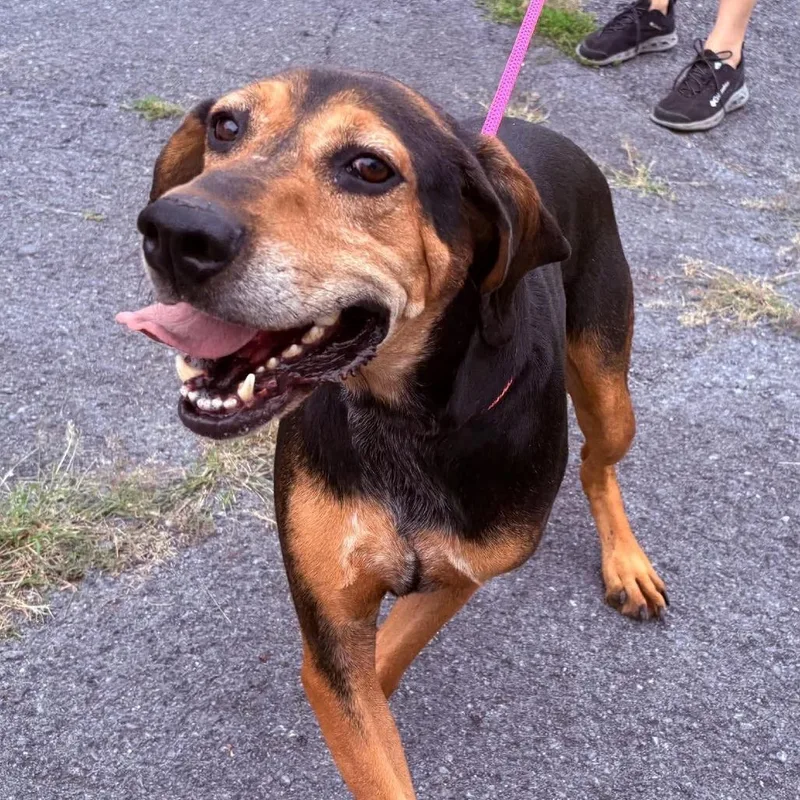An adult large-sized male Black Treeing Walker Coonhound dog named Willie for adoption in Washington, DC