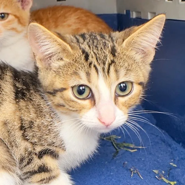 A baby small-sized male Domestic Medium Hair cat named Liam RJ for adoption in Columbia, MO