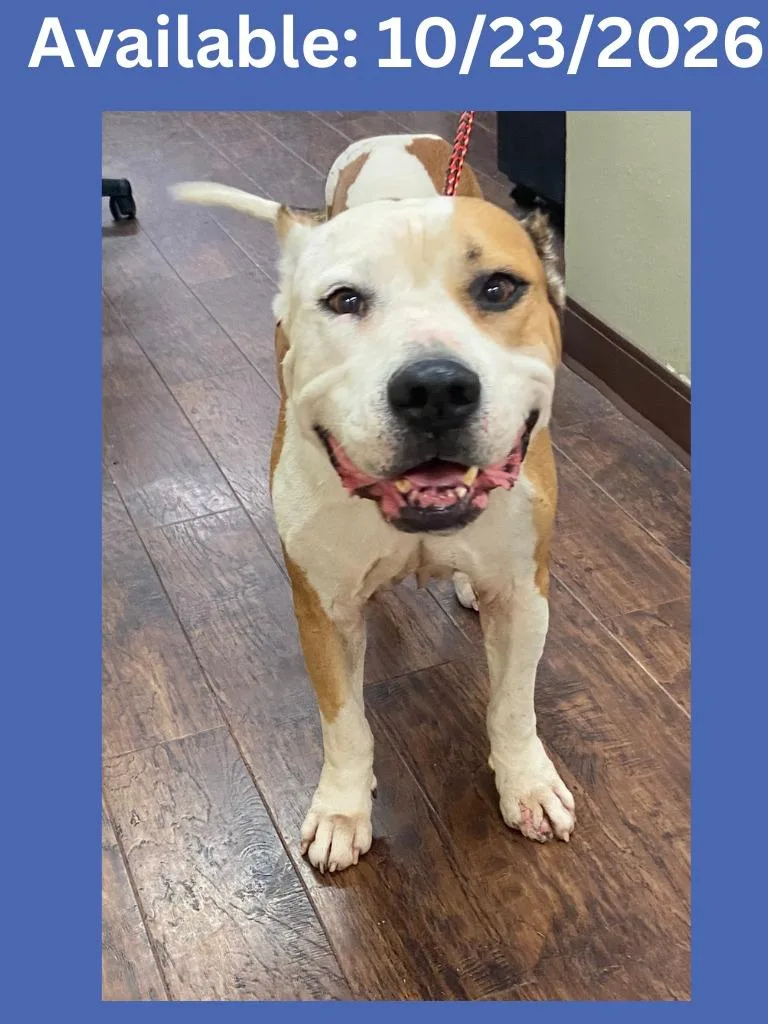 A senior large-sized male Pit Bull Terrier dog named Dog Kennel  Bandit for adoption in Greenville, TX