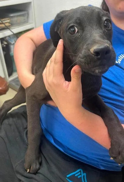 A young medium-sized female Labrador Retriever dog named Portland for adoption in Sullivan, IN