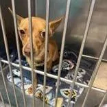A young medium-sized female Yellow / Tan / Blond / Fawn Chihuahua dog named Lexi for adoption in Binghamton, NY