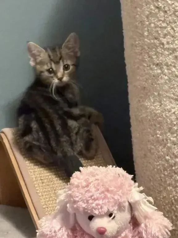 A baby small-sized female Domestic Short Hair cat named Margaret for adoption in Grand Rapids, MI