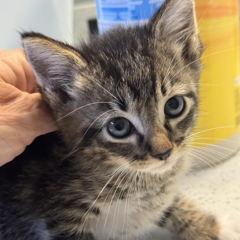 A baby small-sized male Brown / Chocolate Domestic Short Hair cat named Toto for adoption in Houston, TX