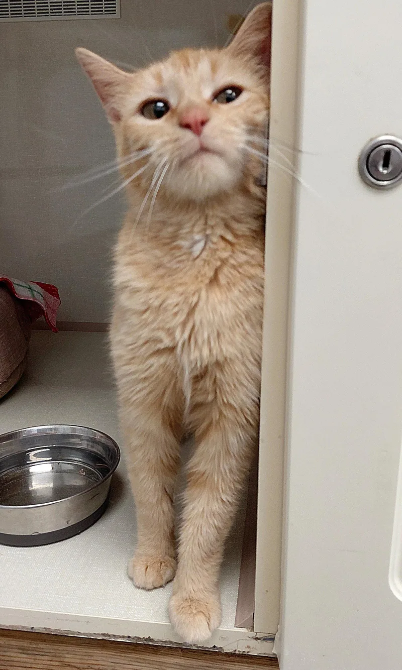 An adult medium-sized female Orange / Red Domestic Short Hair cat named Sunny for adoption in Montello, WI