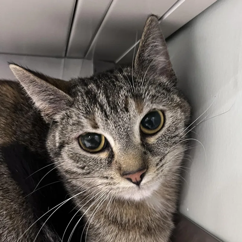 A young medium-sized female Brown / Chocolate Domestic Short Hair cat named Fritter for adoption in Washburn, MO