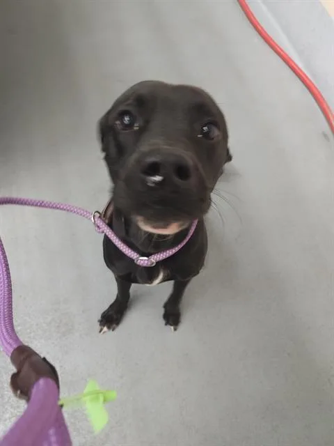 A young medium-sized male American Staffordshire Terrier dog named Melvin for adoption in Houston, TX