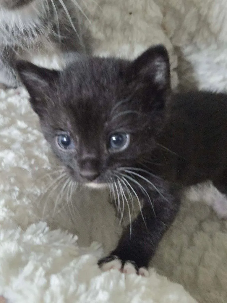 Peanut