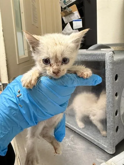 A baby small-sized female Domestic Short Hair cat named Artica for adoption in Riverside, CA