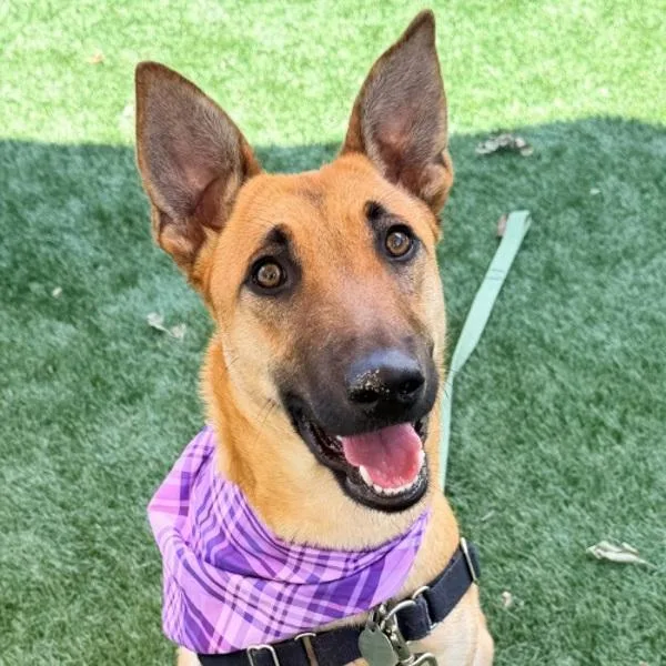 A young medium-sized female German Shepherd Dog dog named Tulip for adoption in Walnut Creek, CA