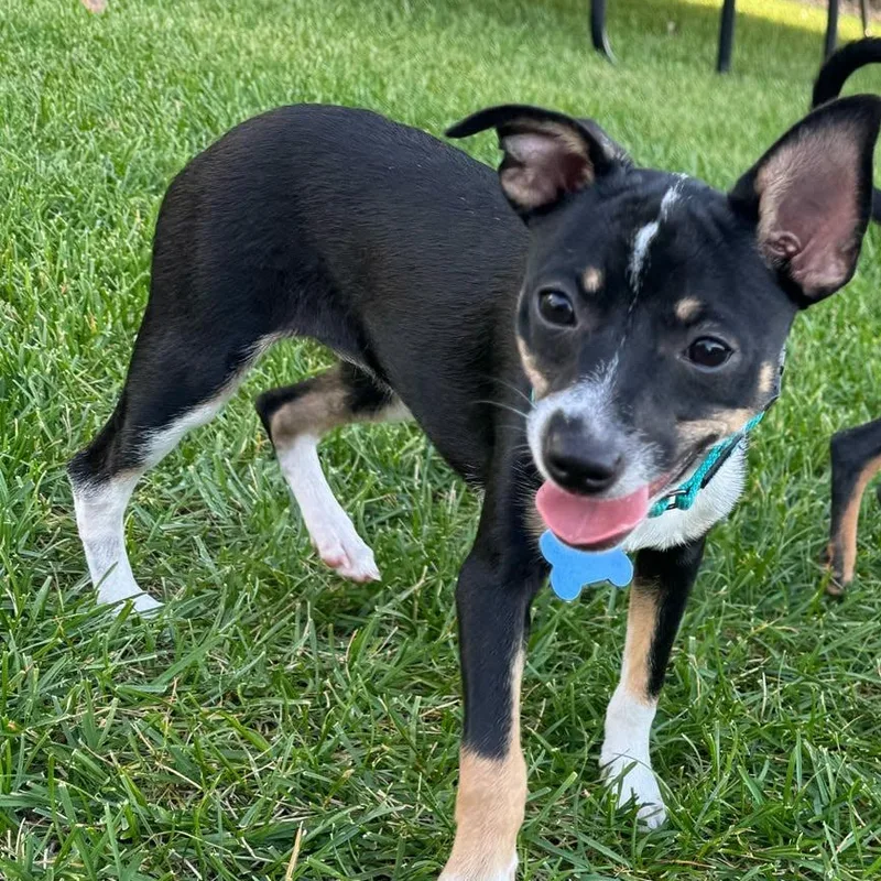 A baby small-sized female Chihuahua dog named Fuzzy for adoption in De Pere, WI