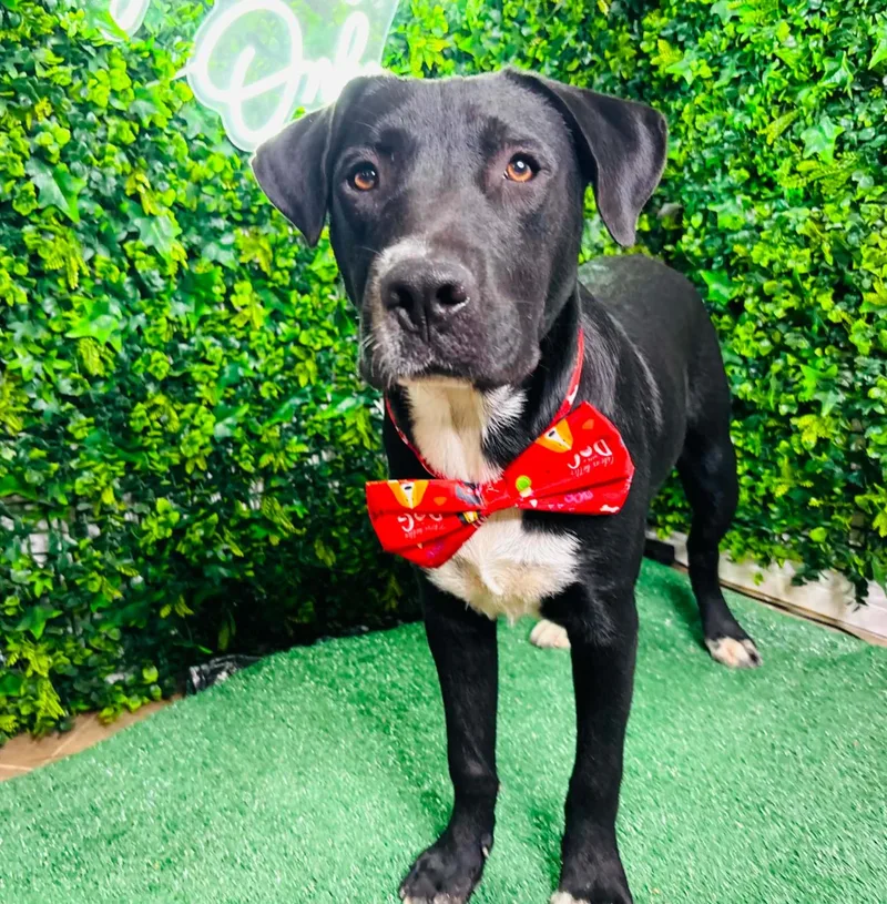 A baby medium-sized male Labrador Retriever dog named Buddy Lab for adoption in Allen, TX