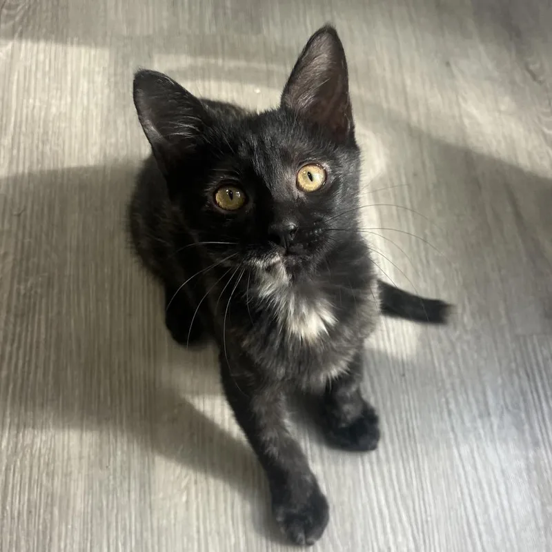 A baby small-sized female Black Domestic Short Hair cat named Baby Spice for adoption in Jupiter, FL