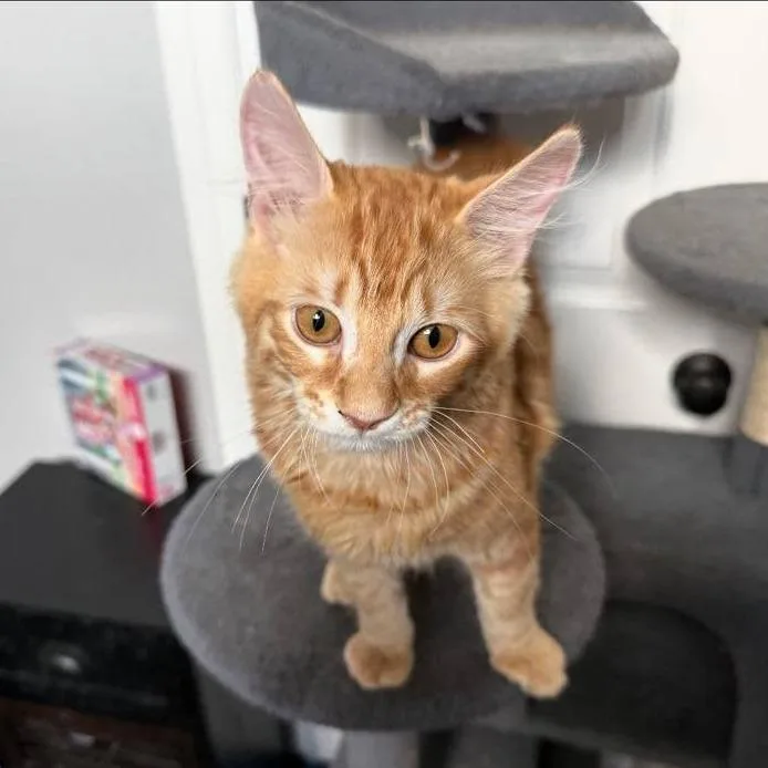 A baby small-sized male Domestic Short Hair cat named Crouton for adoption in Port Neches, TX