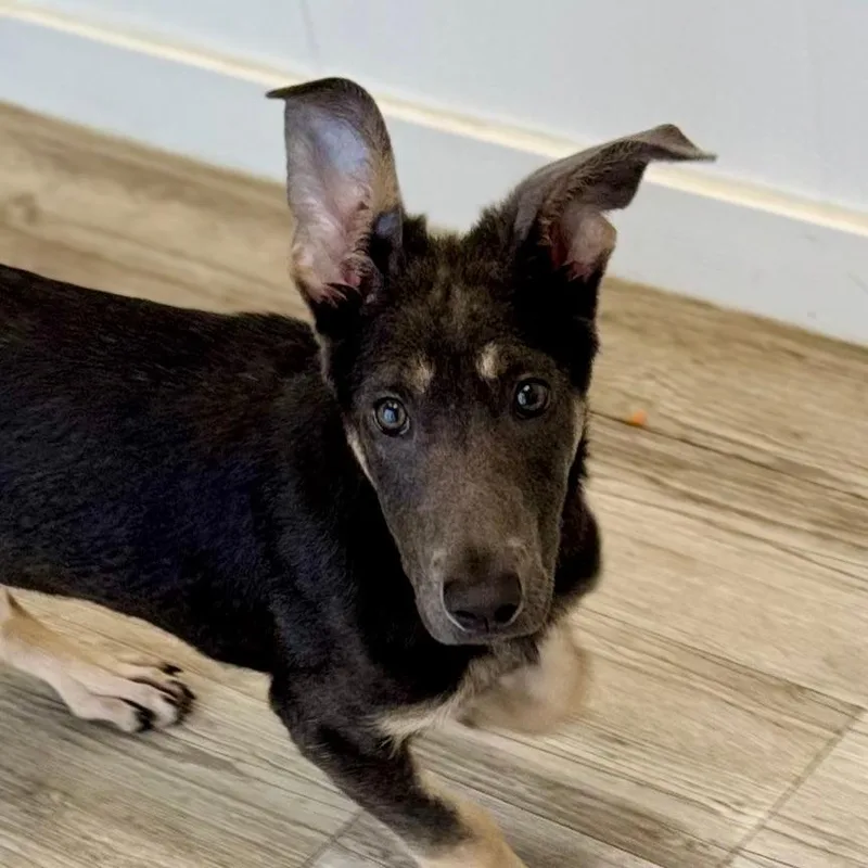 A young medium-sized female Gray / Blue / Silver Australian Kelpie dog named Astra for adoption in Green Bay, WI