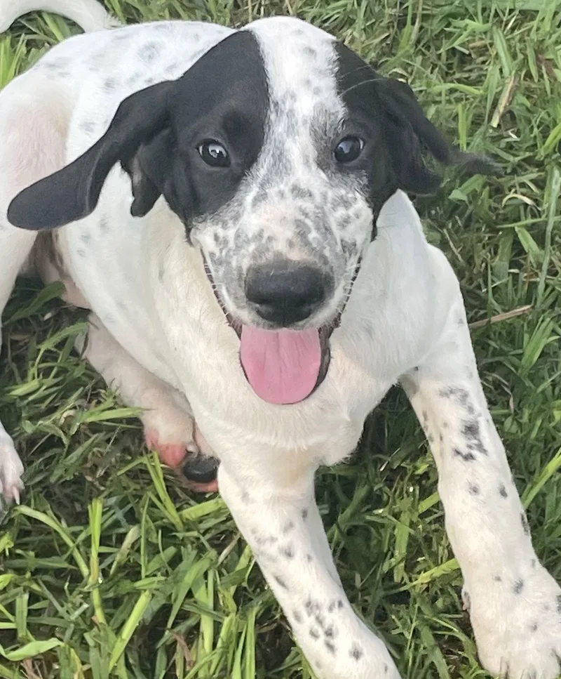 A young large-sized female Dalmatian dog named Chaos for adoption in Forest, VA