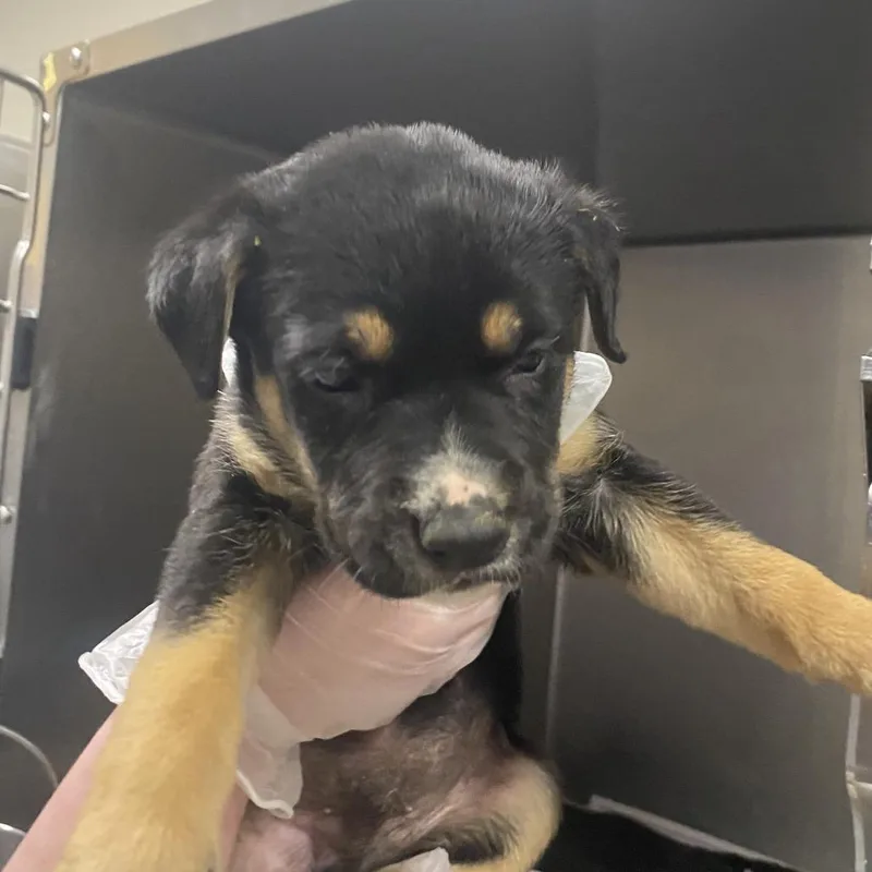 A baby small-sized male Black Shepherd dog named Cupid  U for adoption in Tupelo, MS